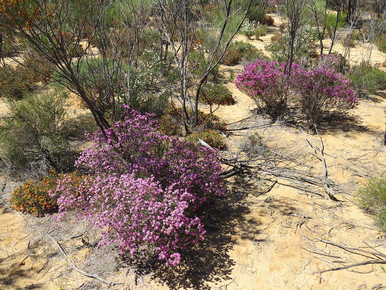 A landscape view of the Australian red outback covered in blooming pink and orange wildflowers and sparse vegetation.