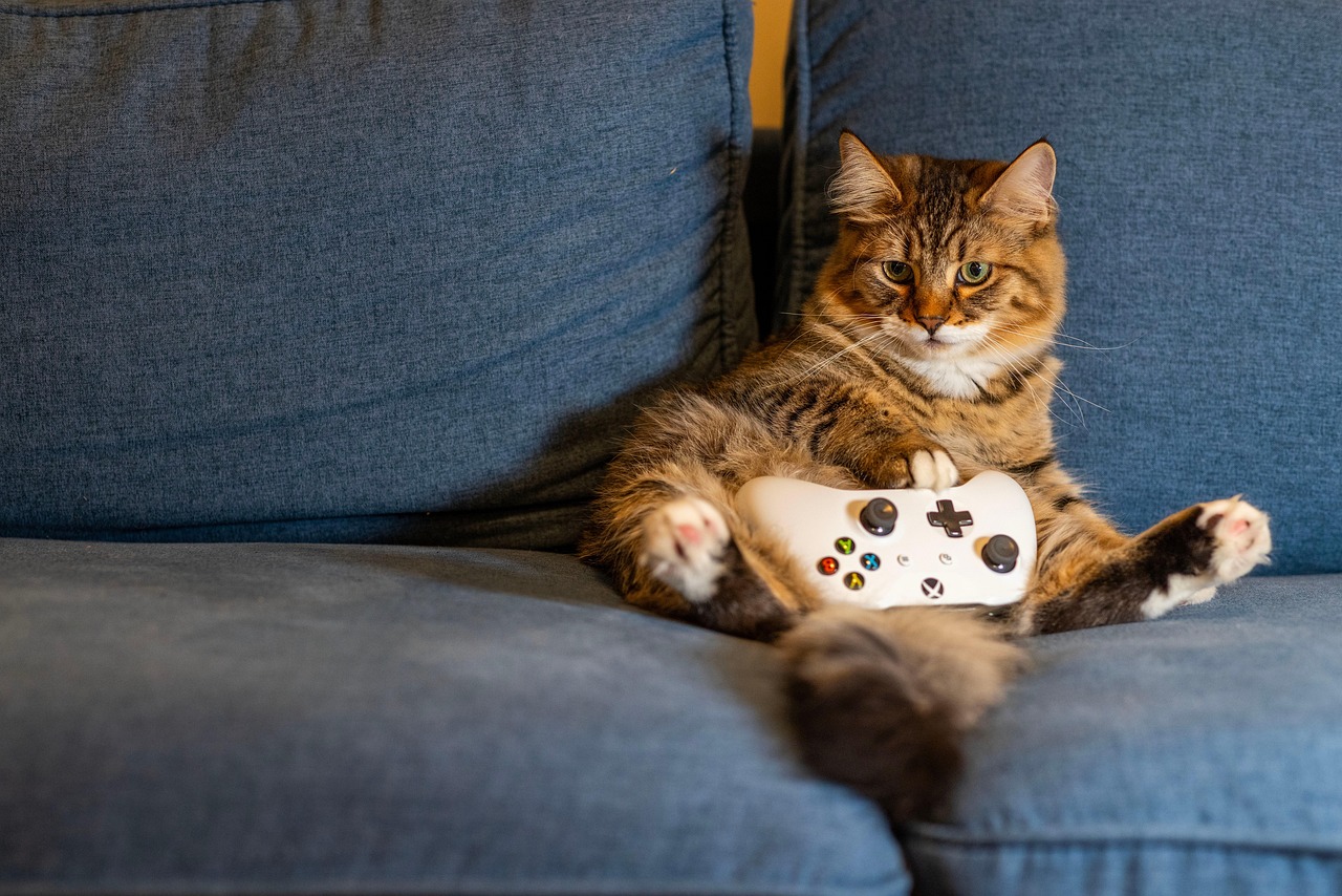 A fluffy tabby cat sitting on a blue couch holding a video game controller