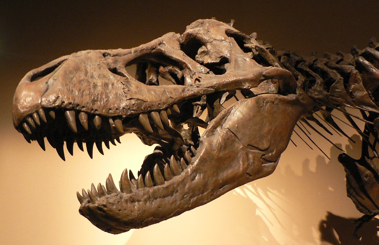 Close-up of a mounted Tyrannosaurus rex fossil skull and jaws.