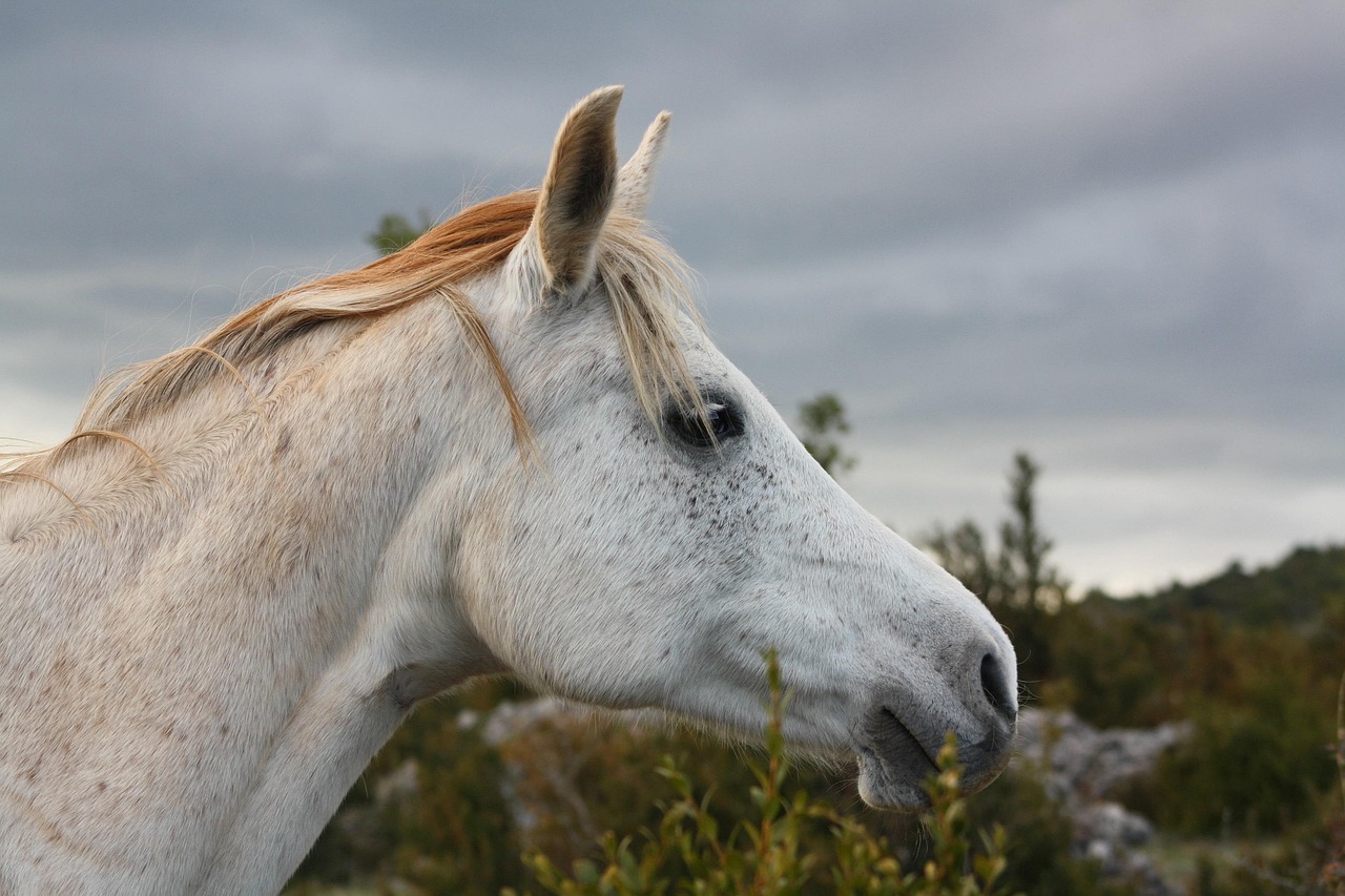 Stock photo: horse pasture