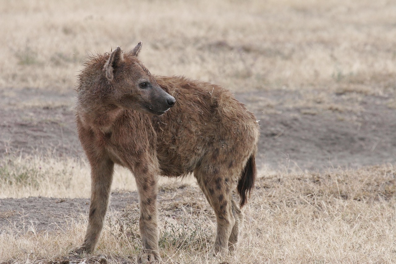A spotted hyena standing in a dry, grassy field.
