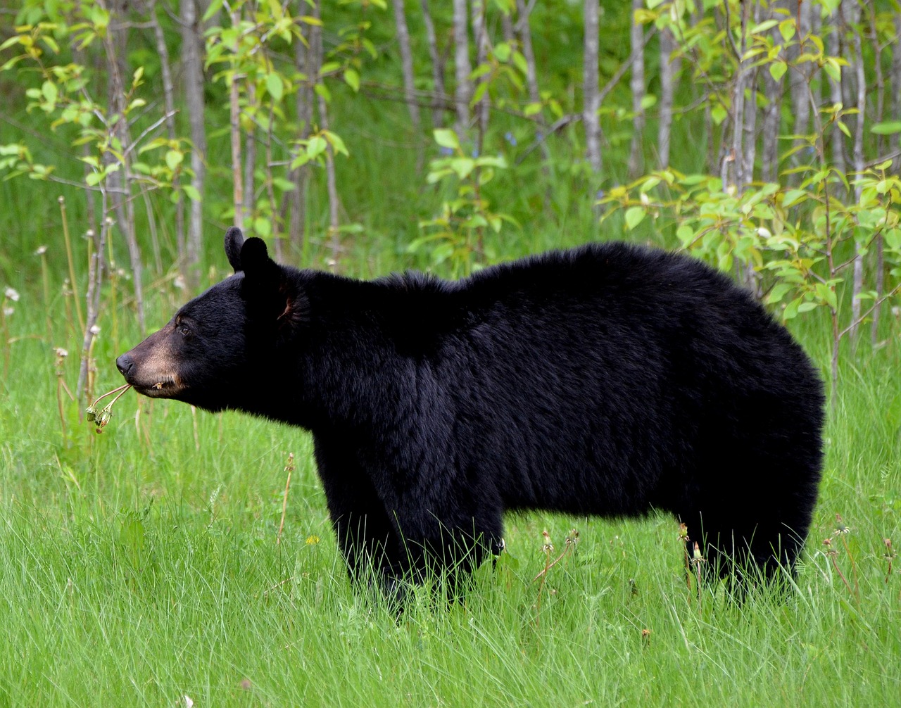 A black bear standing in a grassy field.