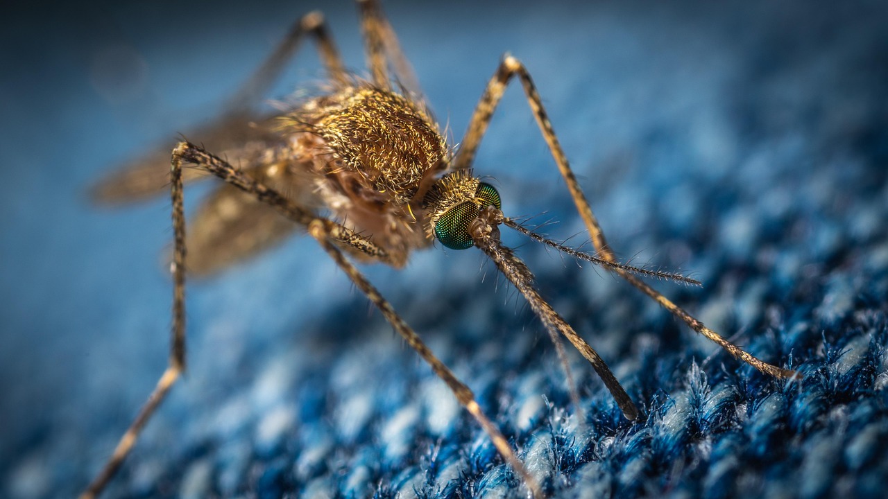 A close-up, detailed photograph of a mosquito.