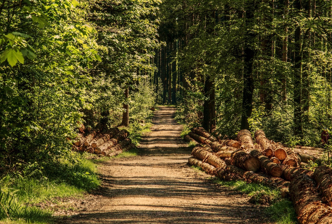A forest trail