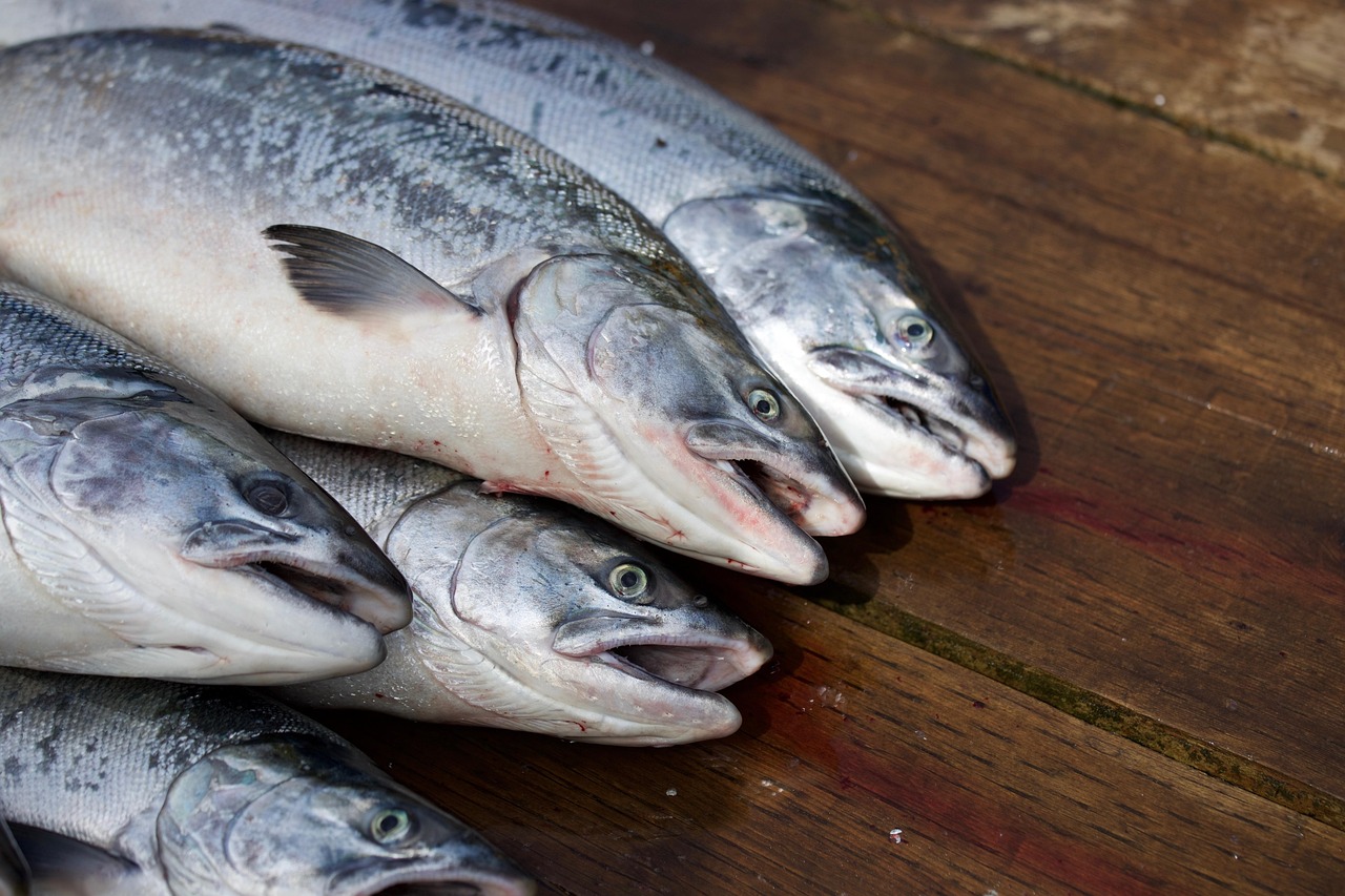 Stock photo: atlantic salmon