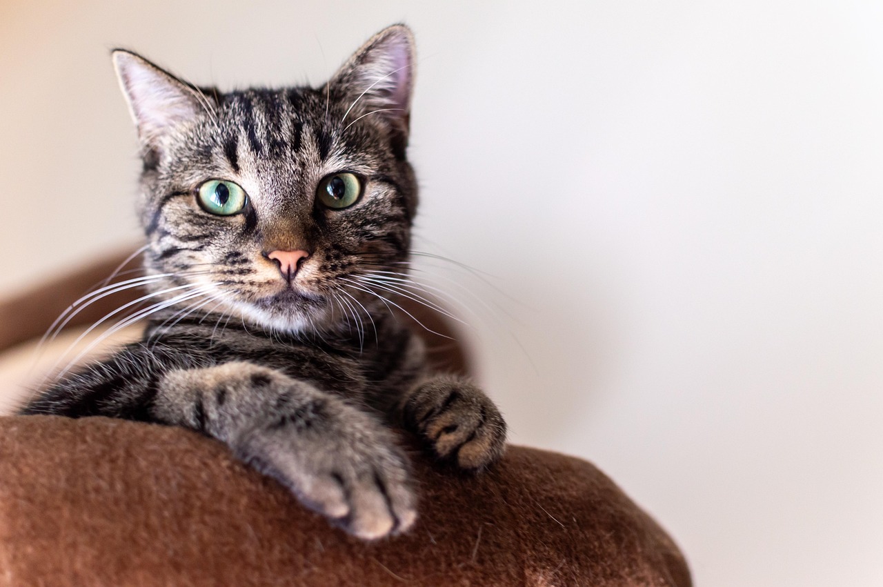 A close-up portrait of a tabby cat looking directly at the camera.