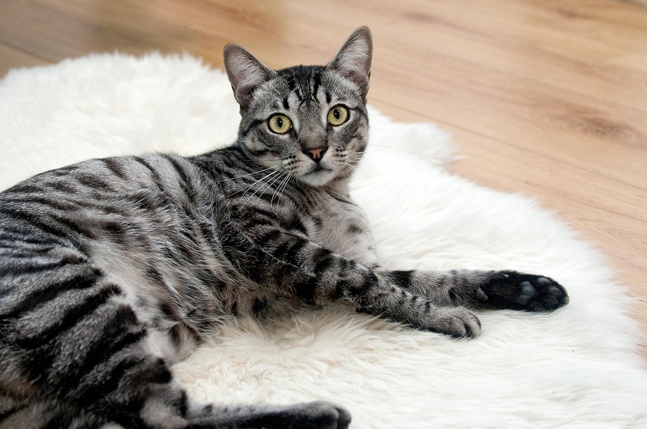 A grey tabby cat lying on a white fluffy rug.