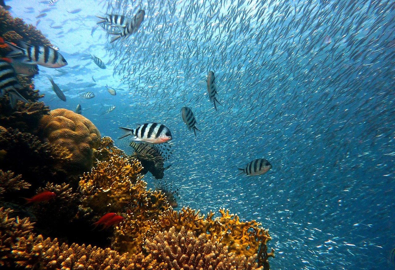 A vibrant coral reef teeming with various fish, including striped fish and a large school of smaller fish in the background.