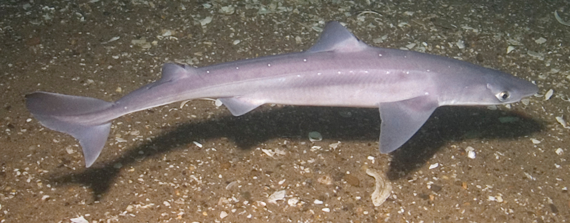 A spiny dogfish shark swimming near the sandy ocean floor