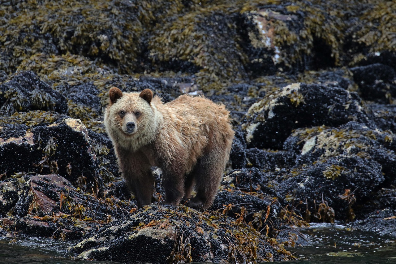 A young grizzly bear standing on rocky, seaweed-covered shoreline.